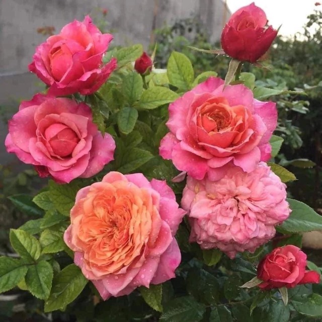 Роза японская Принцесса Мияби 